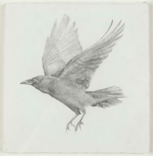Graphite drawing of a crow in mid-flight with wings spread and talons extended on white paper.