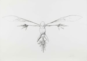Charcoal drawing of a winged hybrid creature with webbed hands and a leaf-like tail on white paper.