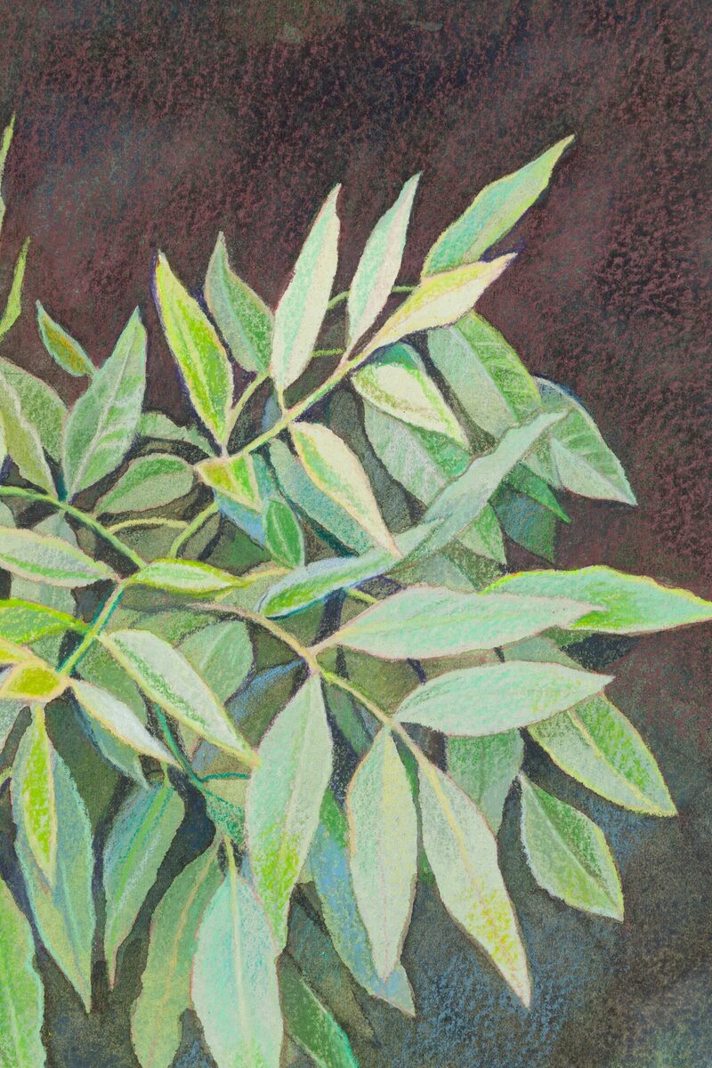 Leaves