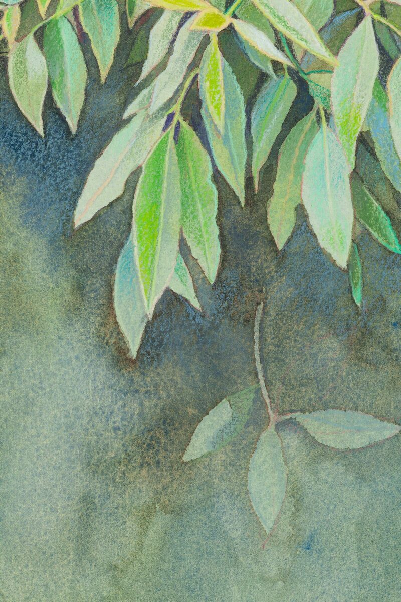 Leaves