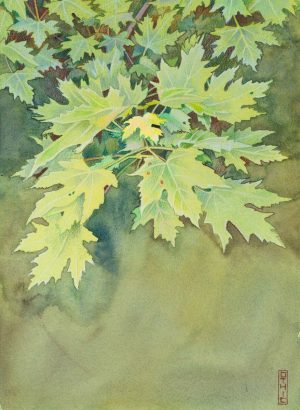 Watercolor and colored pencil painting of sunlit maple leaves on branches against a soft green background.