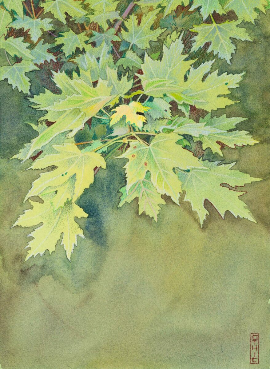 Watercolor and colored pencil painting of sunlit maple leaves on branches against a soft green background.
