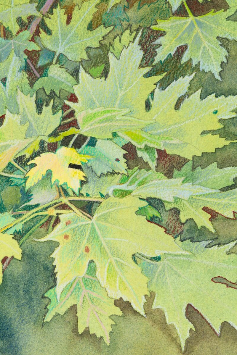 Maple Leaves
