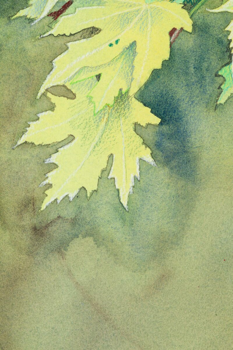 Maple Leaves