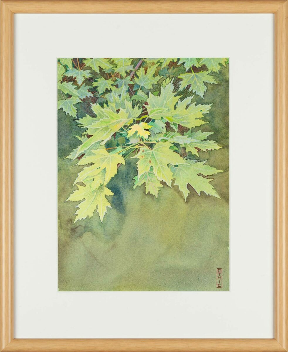 Maple Leaves