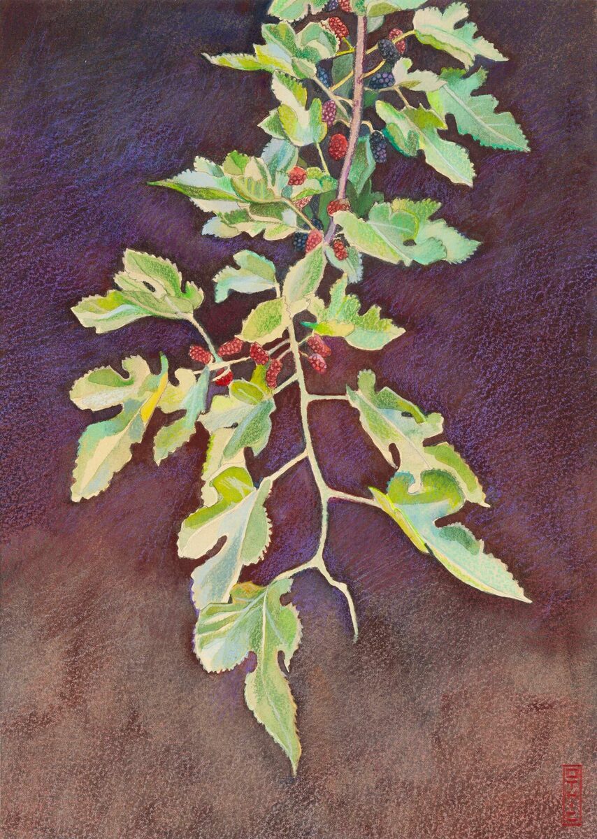 Watercolor and colored-pencil drawing of a mulberry branch with lobed green leaves and ripening red and black berries on a deep purple ground.