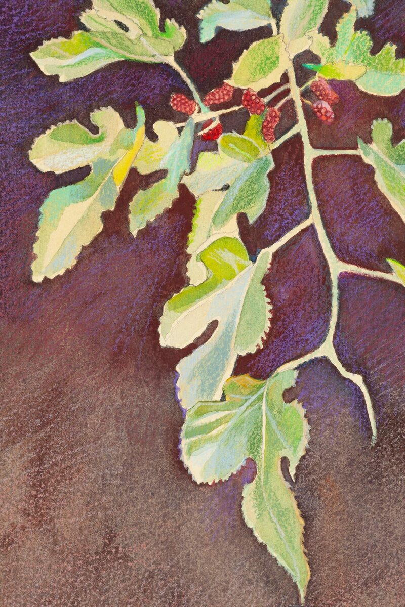 Mulberry