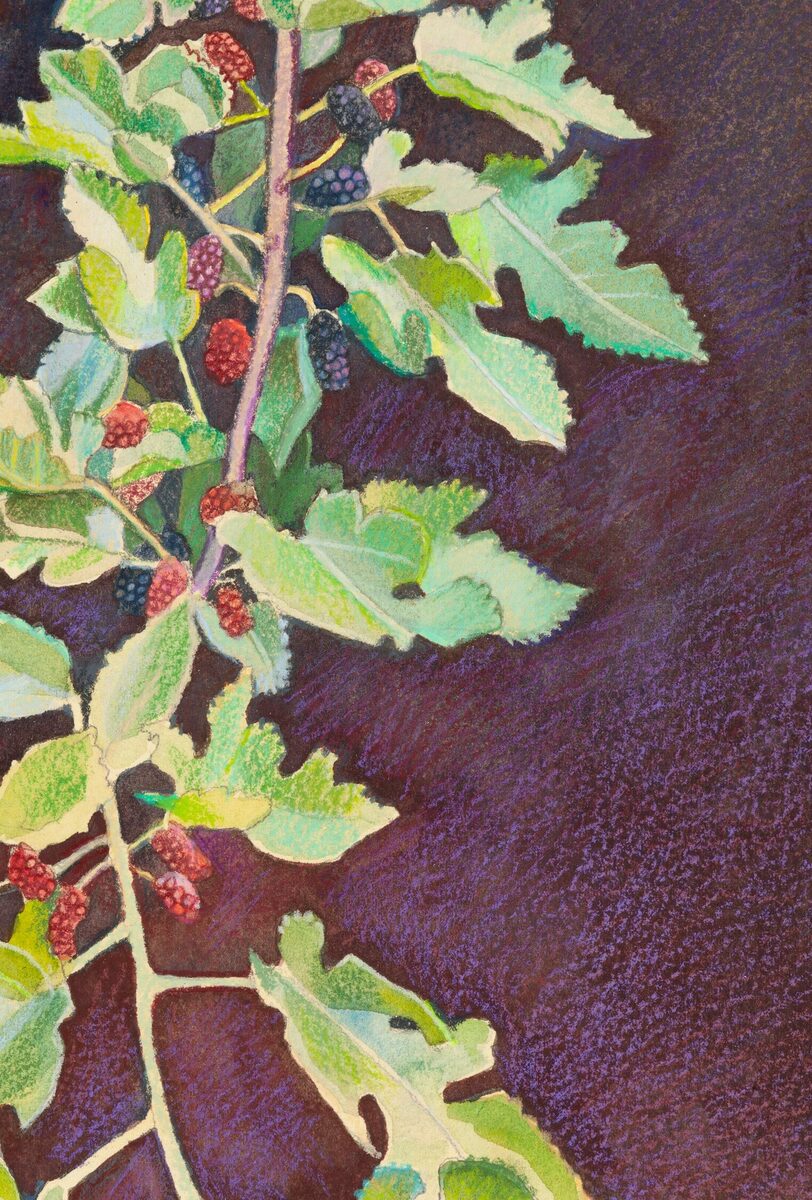 Mulberry