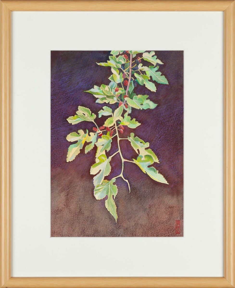 Mulberry