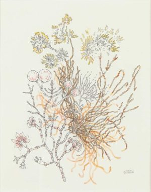 Watercolor and pencil drawing of botanical specimens including seed heads, berries, blossoms, and tangled roots on white paper.